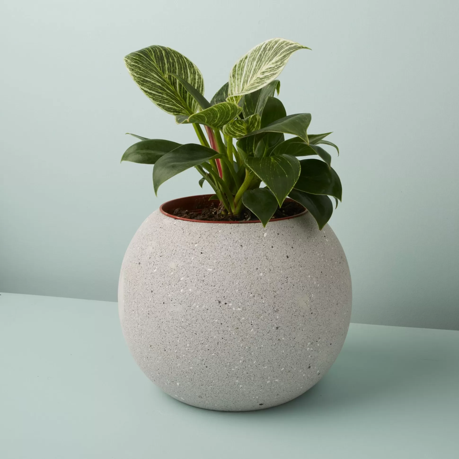 Atallo Cement Planter^Be Home Flash Sale