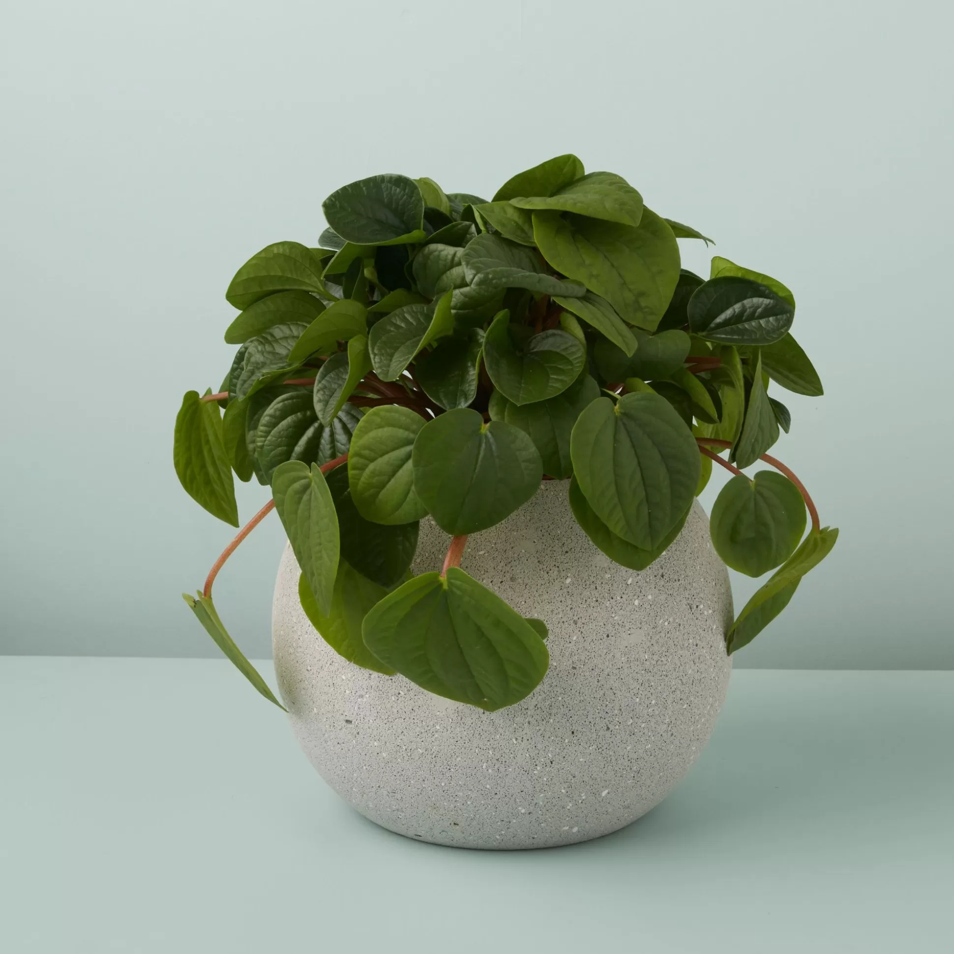 Atallo Cement Planter^Be Home Flash Sale