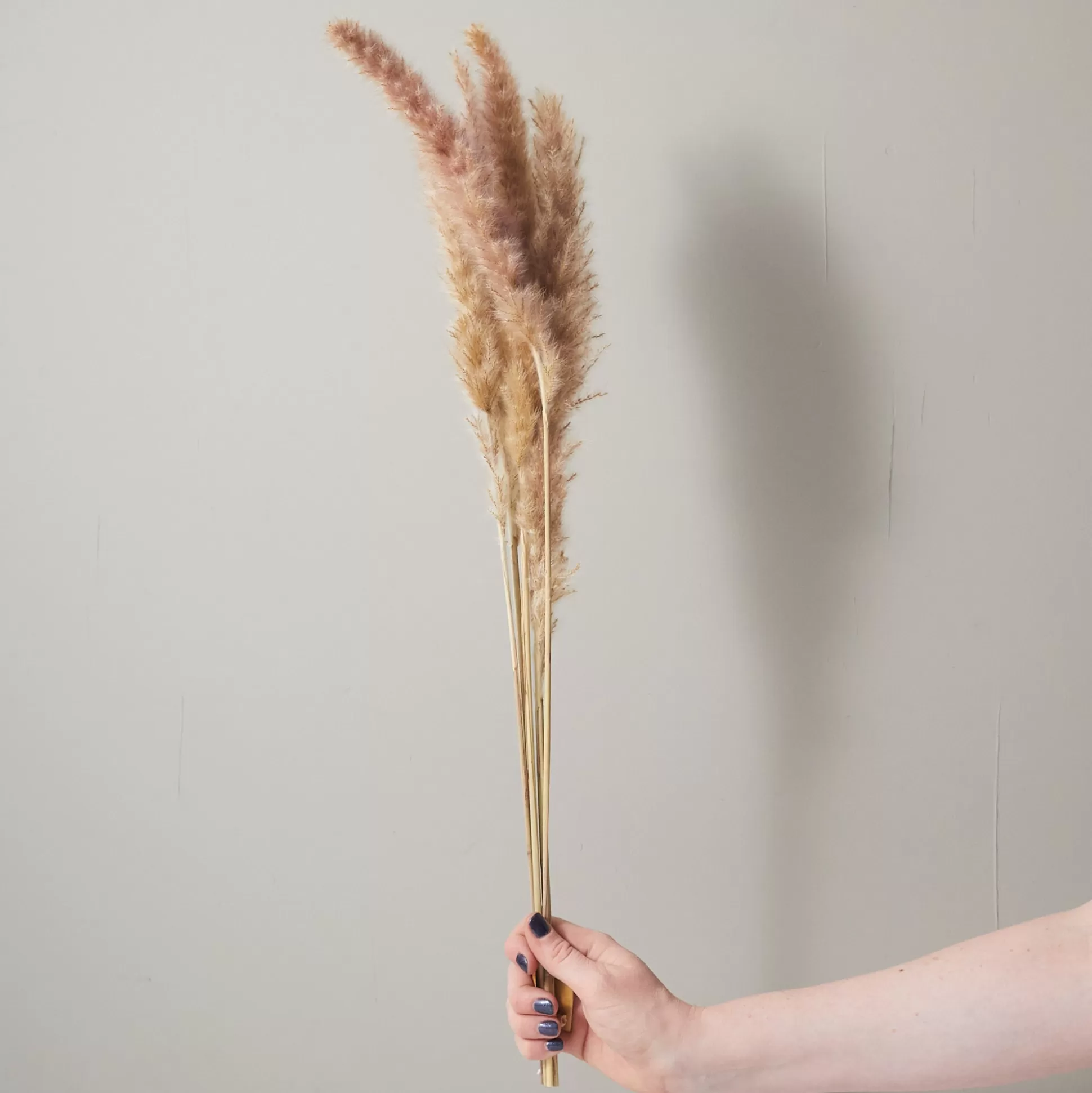 Bunch of Pampas Grass, Small, Brown^Be Home Best Sale