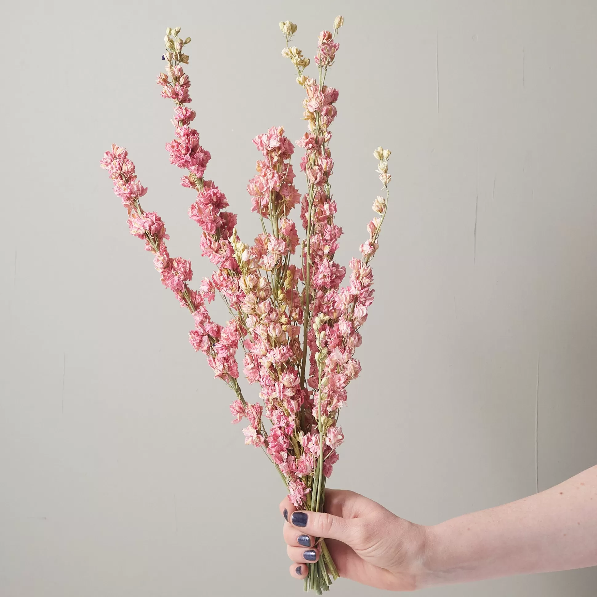 Bunch of Pink Larkspur^Be Home Store