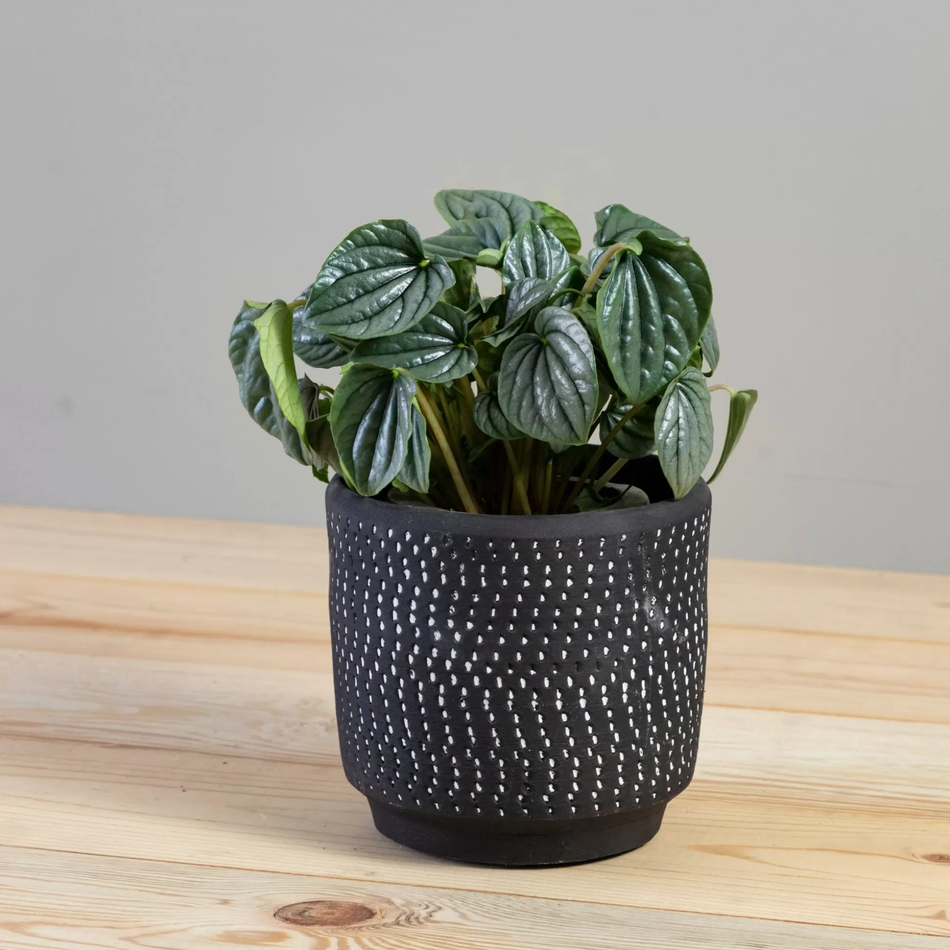 Delrado Pot, Large^Be Home Sale